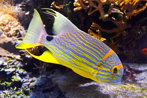 Sailfin snapper