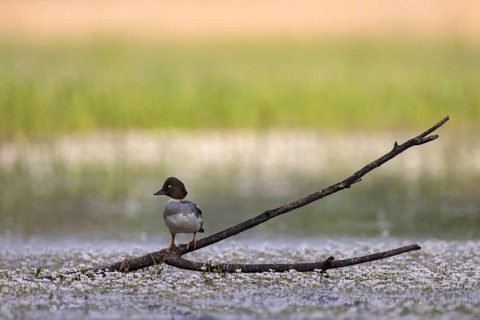 Common Goldeneye