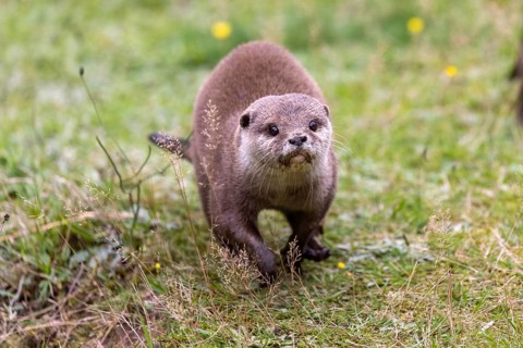 Oriental small clawed otter