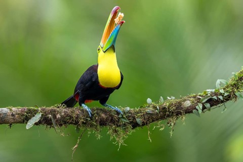 Fishing toucan also called Keel billed Toucan
