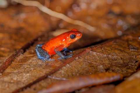 The strawberry poison-dart frog