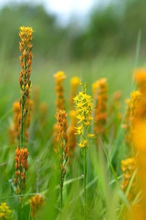 Bog Asphodel