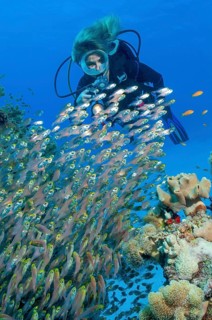 Diver looking at red sea dwarf sweeper