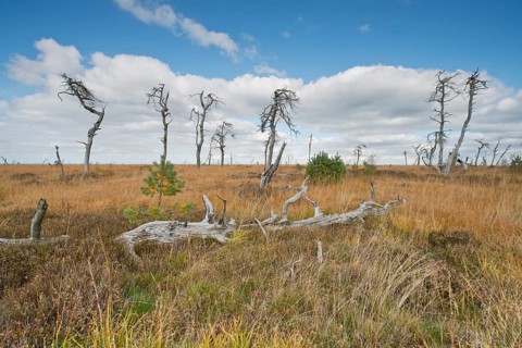 Dead scots pine