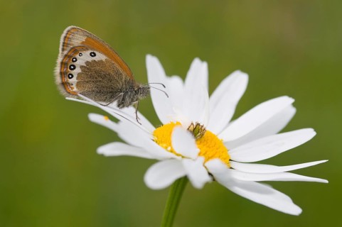 Alpine heath