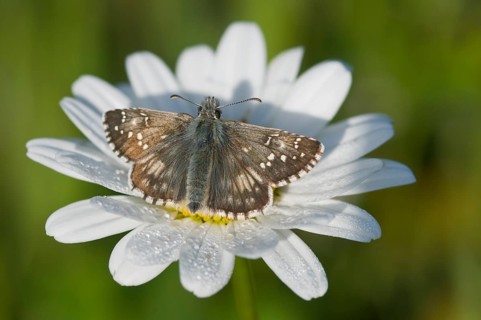 Dark Brown Fritillary