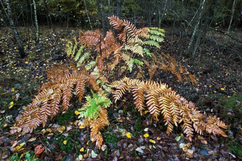 Royal fern