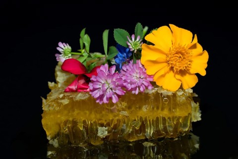 Fresh honeycomb with blossom honey