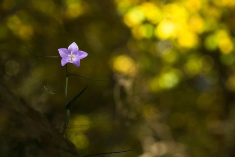 Harebell