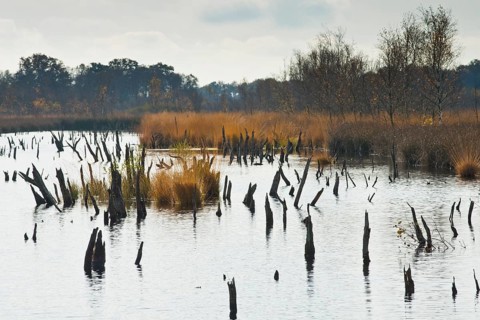 Autumn moorland