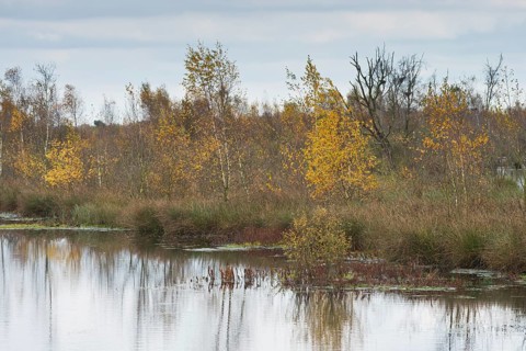 Autumn moorland