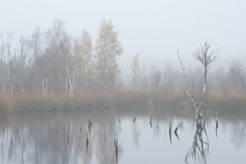 Fog in the Moor