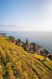 Vineyards in autumn