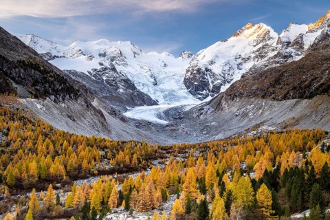 Autumn larch forest in front of Morteratsch glacier