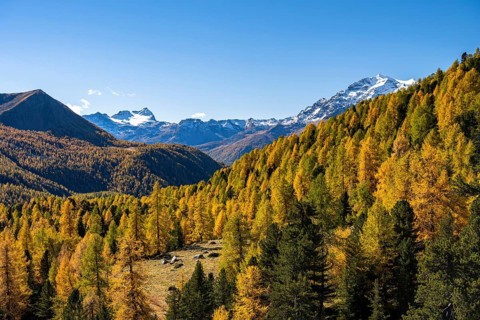 Autumn larch forest off Pizzo Scalino
