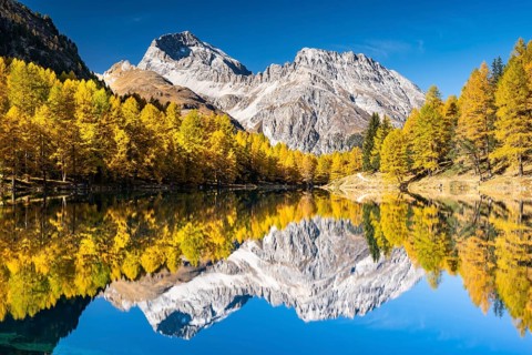 Autumn larch forest at Lake Palpuogna in front of a mountain panorama