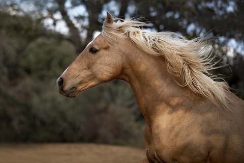 Spanish Palomino Stallion portrait
