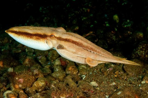 Highly venomous ocellatus octopus