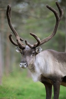 Reindeer