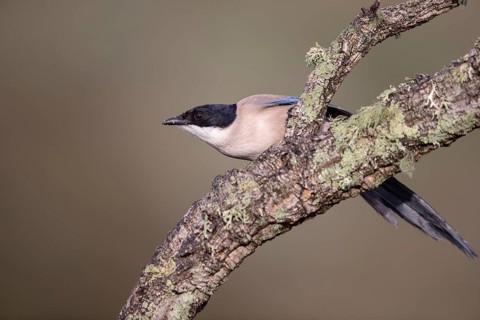 Azure-winged magpie