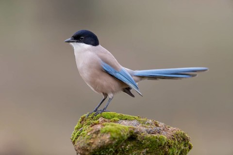 Azure-winged magpie