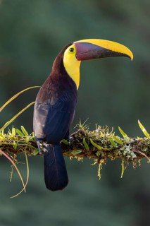 Swainson's toucan or Brown-backed toucan