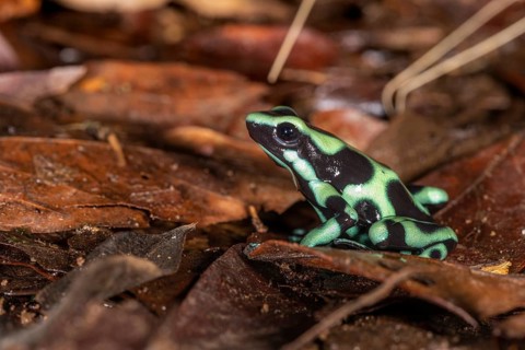 Green and black poison dart frog