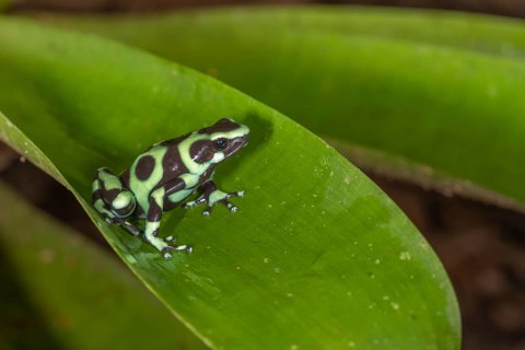 Green and black poison dart frog