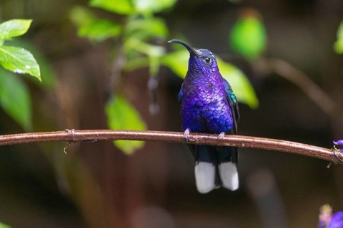 Violet Sabrewing