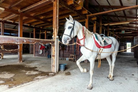 White horse with horse harness standing in a stable