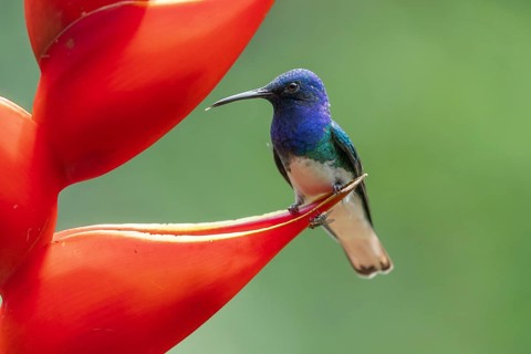 White necked jacobin