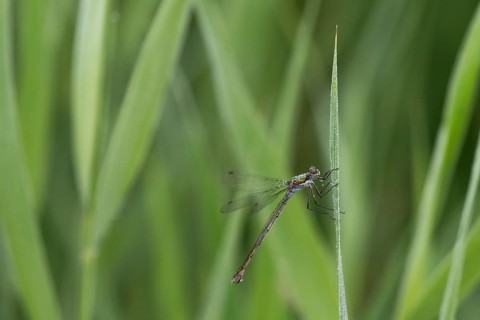Emerald Damselfly