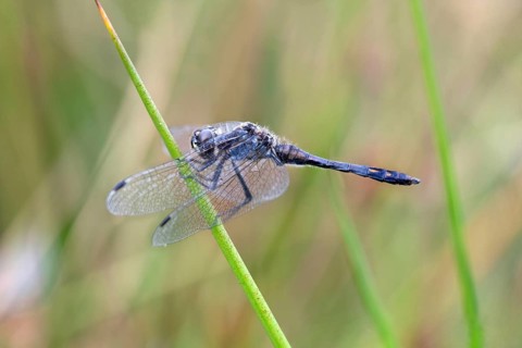Black Darter