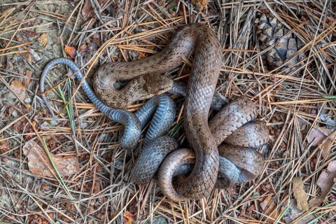 Smooth snake