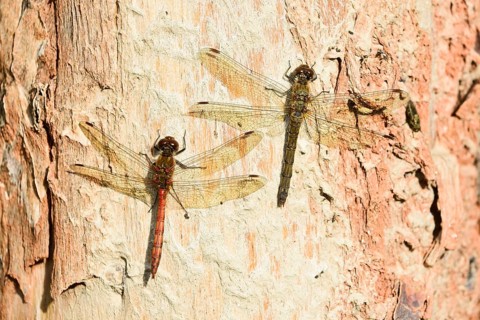 Ruddy darter