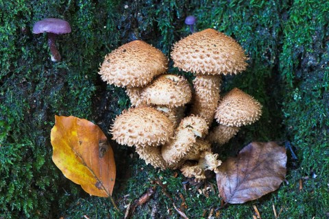 Flaming pholiota