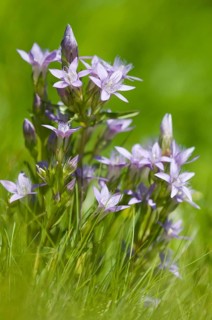 Chiltern gentian