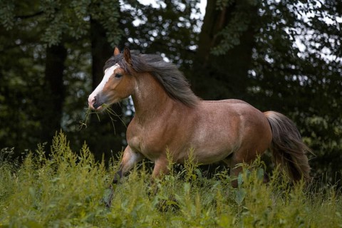 Young cold-blooded mix gelding at a trot in the meadow