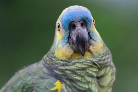 Blue-fronted amazon
