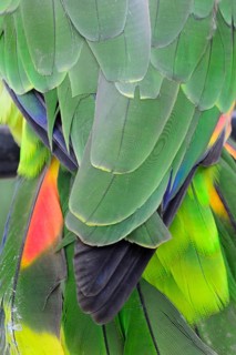 Blue-fronted amazon