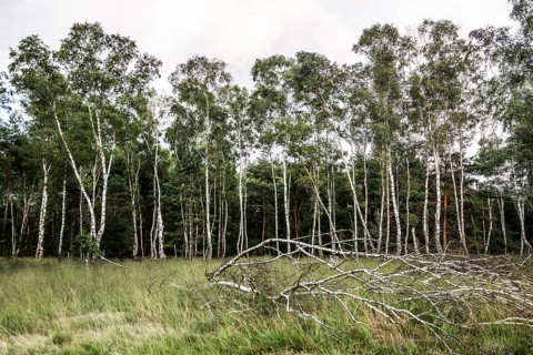 Birches