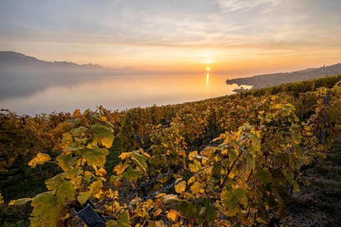 View of vineyards and Lake Geneva from the winegrowing village of Epesses