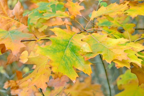 Northern red oak