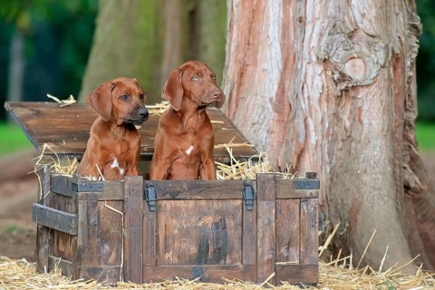 Rhodesian-Ridgeback domestic dog
