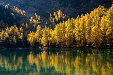 Autumn larch forest at Lake Palpuogna