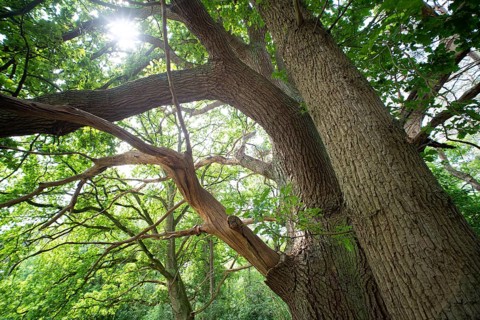 English oak