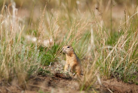 Arctic ground squirrel