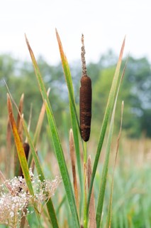 Bulrushes