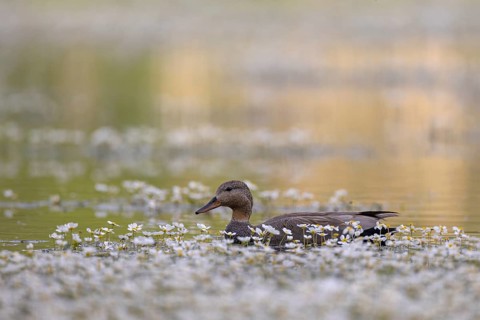 Gadwall
