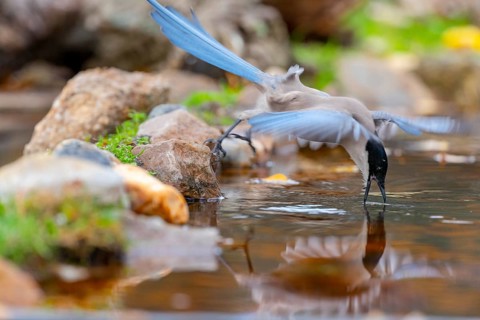 Azure-winged magpie